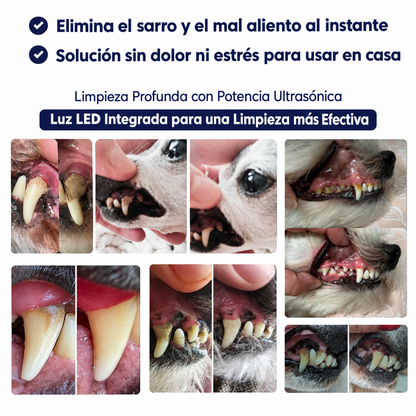 Zenvia Kit – Limpieza Ultrasónica Canina copia