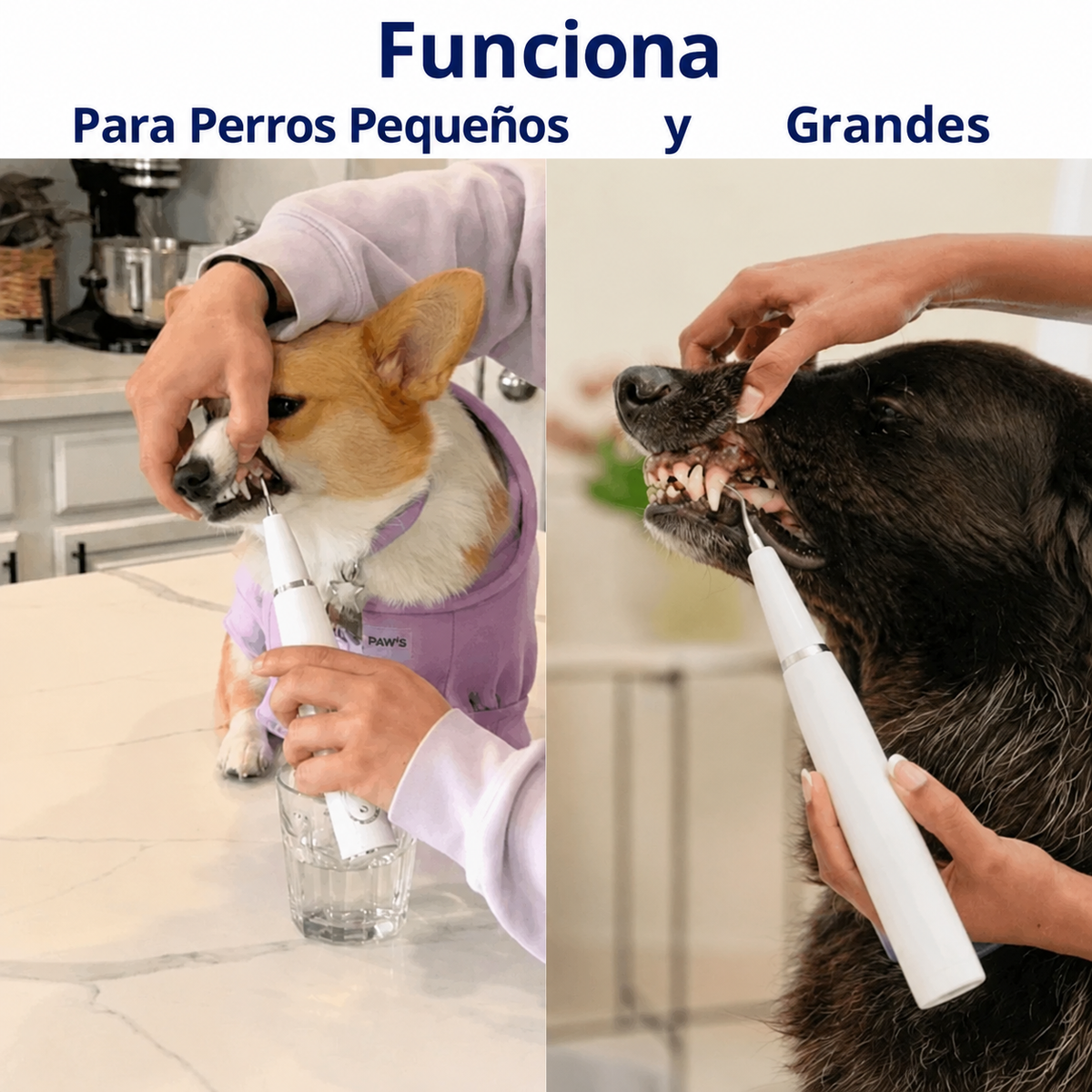 Zenvia Kit – Limpieza Ultrasónica Canina copia