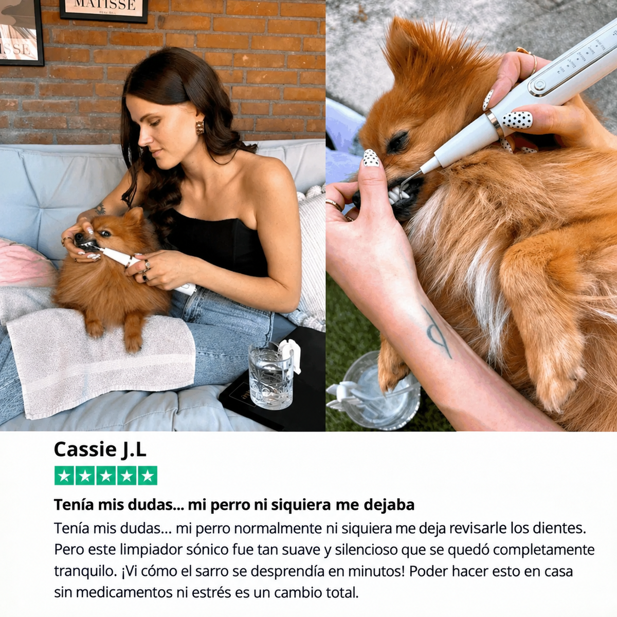 Zenvia Kit – Limpieza Ultrasónica Canina copia